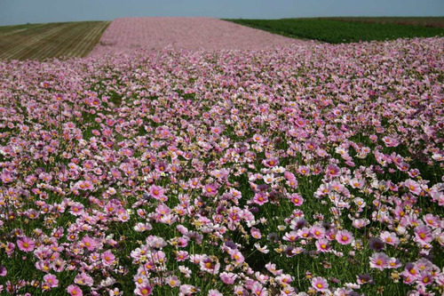 Imagem 3 de 6 de Cosmos Daydream - Flor - Flores - Sementes Para Mudas
