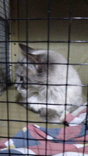 Imagen 5 de 7 de Guarderia De Gatos , Agrandamos Mas Lugares Para Tu Mascota!