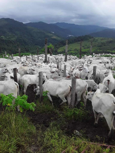 Imagen 3 de 23 de Finca Productivo En Tachira