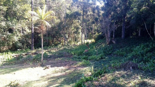 Imagem 8 de 15 de Sítio Para Venda Em Nova Friburgo, Macaé De Cima - 164_2-1193147