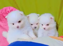 Comprar Lulú De Pomerania Blanco