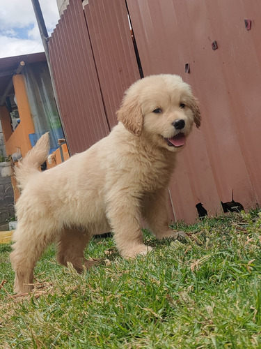 Cachorros Golden Retriever, Entrega En Todas Las Provincias 