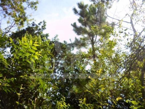 Imagem 6 de 8 de Sitio - Lami - Ref: 149462 - V-149462