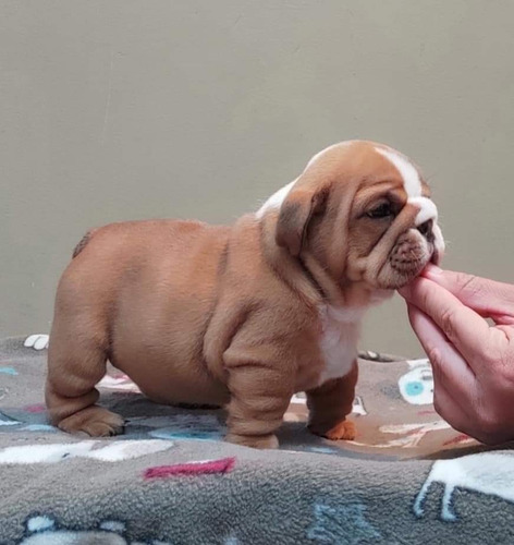 Catálogo De Bulldogs