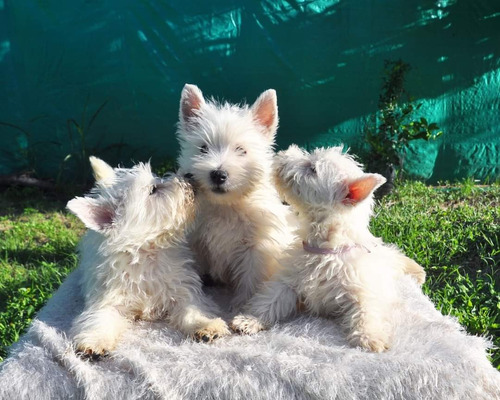 Hermosos Cachorros West Highland White Terrier Westy Westie