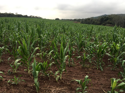 Imagem 11 de 15 de Fazenda Para Venda Em Piraju, Rural - Faz 133_1-1938778