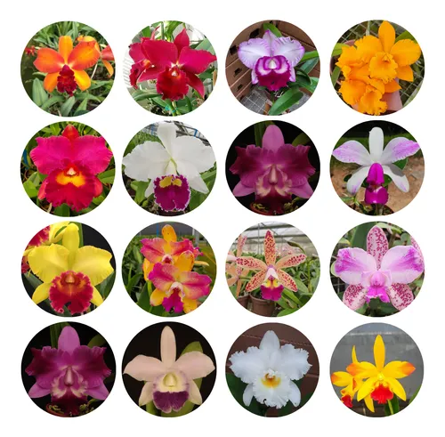 comprar Orquidea Cattleya Kit C\u002F8 Mudas Lindas