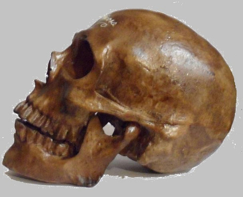 Craneo Humano De Resina, Mandíbula Articulada