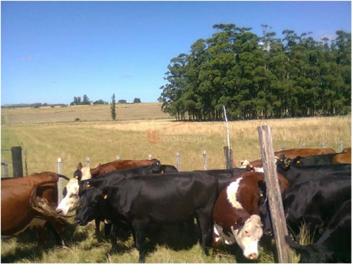 Campo 100 Has Agricola-ganadero A 20 Minutos De Punta Y 1 Hora De Mdeo