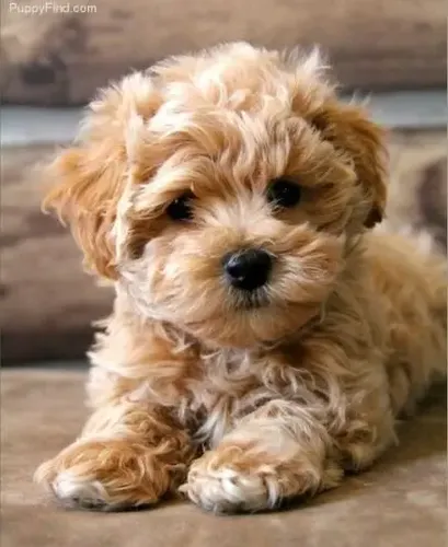 Maltipoo Vip Miel, Beige, Negros, Sable | Meses sin interés