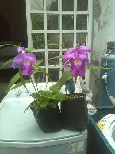 Orquidea Sobralia Macranta Morada.