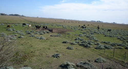 450 Has - Campo Ganadero En Venta A Metros De Ruta !!!