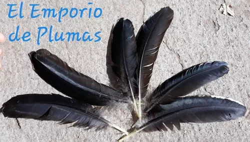 Plumas Negras Tornasoladas Brillantes X Pack