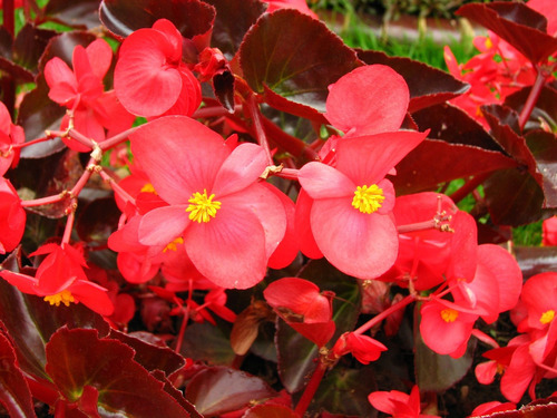 40 Semillas De Begonia Semperflower Roja Flor Macetas Jardin | MercadoLibre