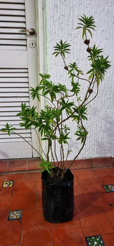 Planta Leontis Leonurus -cola De Leon-