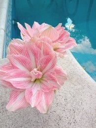 Bulbo Amaryllis Exotico Pretty Nymph. Caba. Envíos