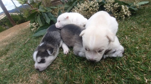 Imagem 3 de 10 de Vendo Filhotes De Husk Siberianos Puros E Raros
