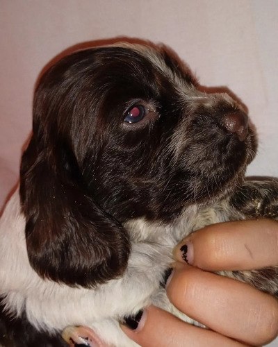 Cachorros Cocker Spaniel , Chocolate Ruano 