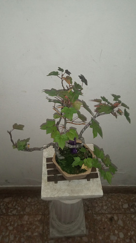 Bonsai De Liquidambar 10 Años De Jinsei Bonsai