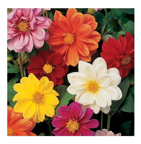 20 Semillas Flores Dahlia Dalia Unwins Doble Mix