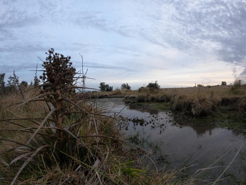 Imagen 6 de 8 de Campo Agrícola De 16 Hás A 60min De Montevideo En Tala (canelones)