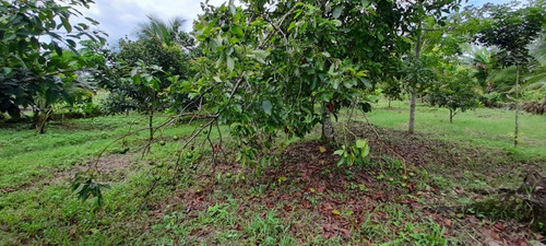 Imagen 4 de 11 de Vendo Finca El Carmen De Siquirres, Pueblo El Civil, Provincia De Limón