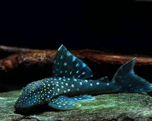Pez Limpiavidrio Hemiancistrus Blue Phamton L128 Importado Azul