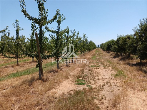 Imagen 24 de 30 de Agrícola En Venta En Curicó
