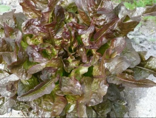 Semillas Agroecologicas De Lechuga Flecha Bronceada