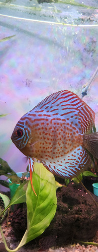 Pez Disco Discus Turquesa Spotted Reproductor