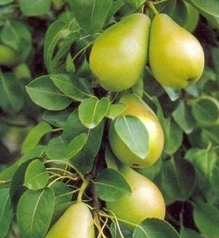 Pera Anjou Verde (árbol) 1.30 Injertada, Unica Pieza (Usado)