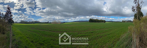 Campo 964 Ha. Con Uva, Forestal Y Forraje