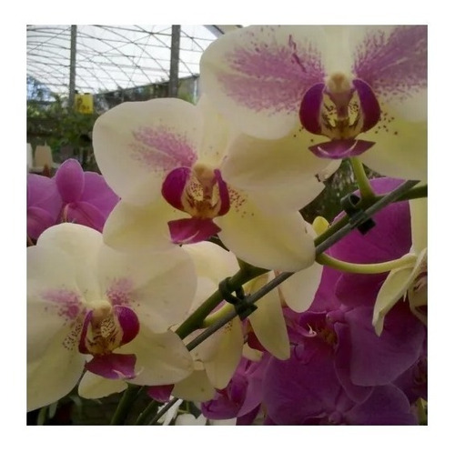 Pacote 10 Mudas De Orquidea Phalaenopsis Phal Phale | Parcelamento sem juros