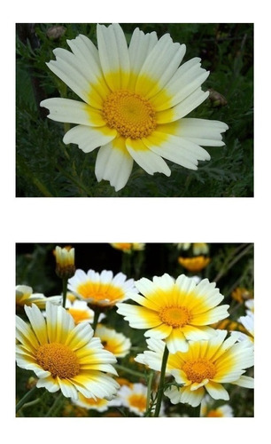 100 Sementes Crisantemo Comestível Margarida Garland Daisy