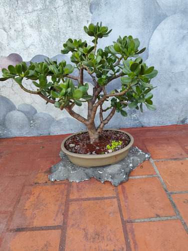 Bonsai Árbol De Jade
