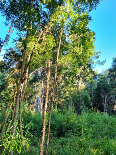 Se Vende Linda Parcela Con Ribera Del Río Maullín