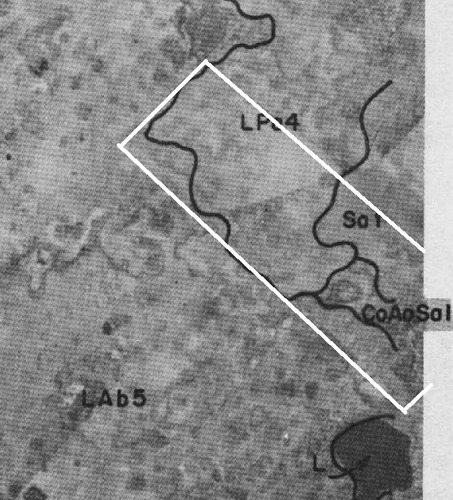 Imagen 9 de 21 de Campo Ganadero En Roque Perez Muy Bien Ubicado A 15 Km Del Asfalto