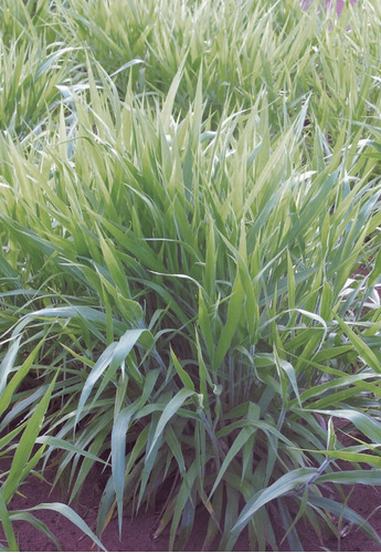 Sementes De Brachiaria Híbrida Mulato 2 (saco Com 10kg)