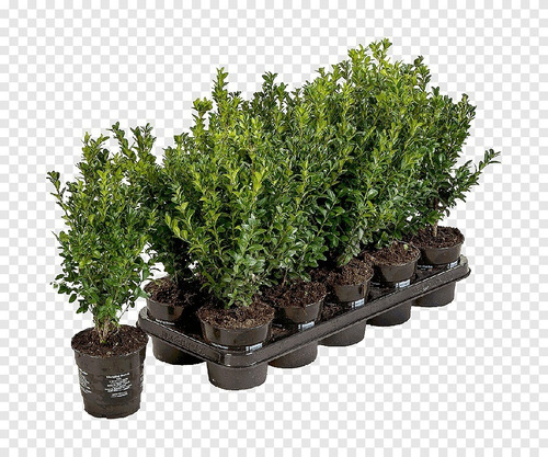 Planta De Buxus Ideal Para Cercos