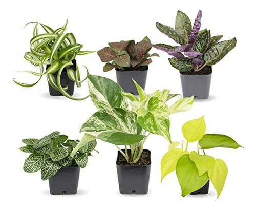 Kit De 6 Plantas Compatibles Con Interior Y Exterior.