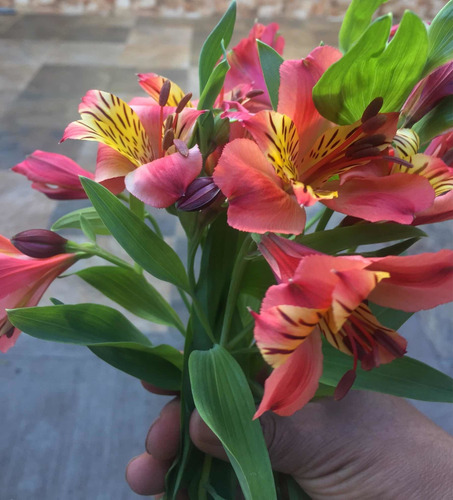 Rizoma De Alstroemeria, Varios Colores. Dos Rizomas Por $170