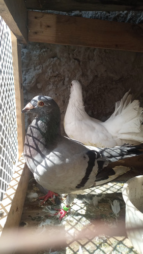 Granja De Palomas Y Gallinas - Agrícola Ideal