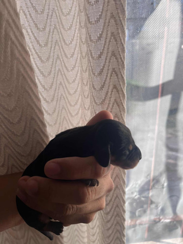 Perros Salchichas