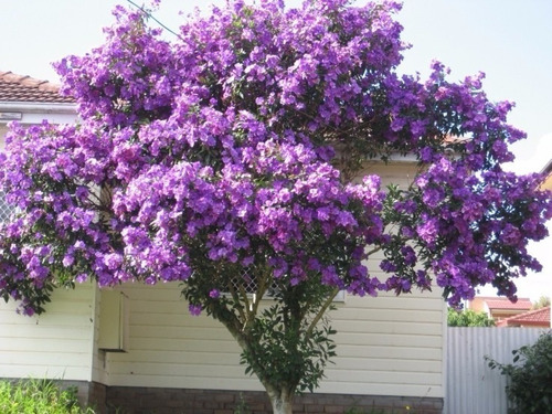 300 Sementes Quaresmeira Roxa Tibouchina Granulosa Árvore