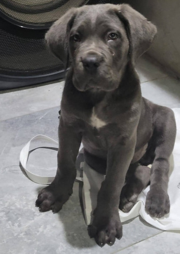 Cachorros Cane Corso Puros Blue Puppies Disponibles