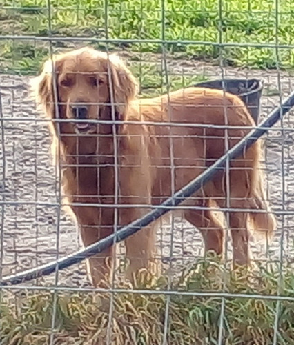 Imagen 4 de 5 de Cachorros Golden Puros Machos Entrega En El Día.