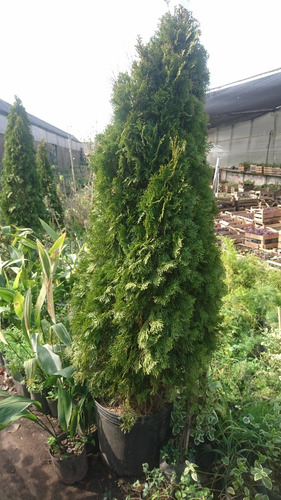 Imagen 2 de 4 de Arbol De Navidad, Pino Thuja Occidentalis Smaragd 2mts