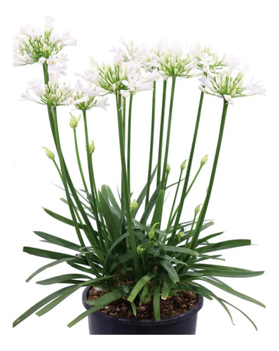 Agapanthus,   Lirio Africano   Blancos / Celestes