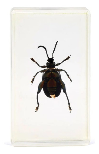 Colección Bichos #7 Escarabajo Patas De Rana Rba