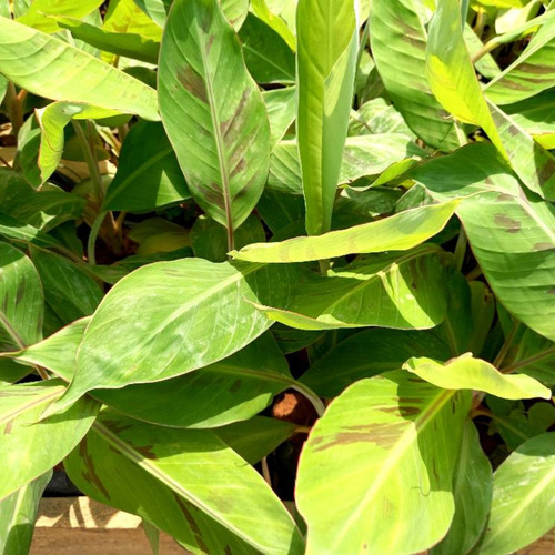 Kit 3 Mudas De Banana Mel Fácil Plantio Cultivo Com Manual